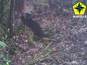 Kamera Trap Mapella Tangkap Macan Penghuni Gunung Sunda Purba