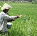 Masuk Musim Penghujan, Petani Perlu Waspada Hama Ini