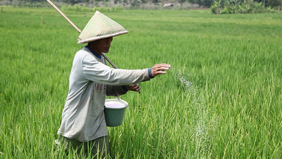 Seorang petani memberikan pupuk pada sawahnya. (Dok. kebumenkab)