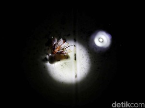 Warga Jaktim Terperangah Jika Ada Jentik Nyamuk Didenda Rp 50 Juta