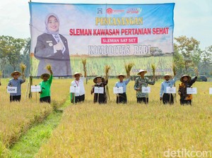Jadi Lumbung Pangan DIY, Pemkab Sleman Fokus Kembangkan Pertanian Sehat