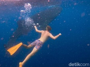 Berenang Bersama Hiu Paus di Teluk Saleh Sumbawa, Segini Harga-Aturannya