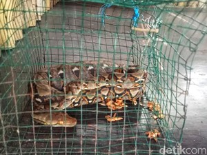 Ular Sanca Misterius yang Membuat Heran Warga Sukabumi