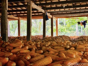 Harga Jagung Pipil di Sumut Makin Mahal Buat Harga Daging Ayam Ikut Naik