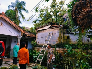 Pohon Tumbang Timpa 2 Rumah Warga di Bogor, Penghuni Mengungsi