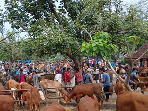 Ternak di Wonogiri Bakal Disuntik Vaksin Antraks, 1.000 Dosis Telah Disiapkan
