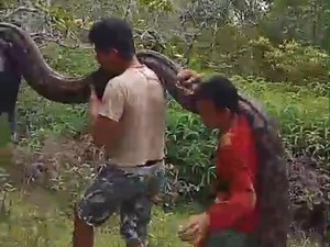 Kronologi Warga di Muna Bunuh Ular Piton 8 Meter Nyaris Mangsa Babi Hutan