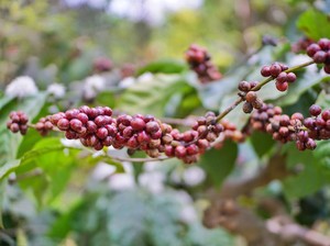 Jurus Bank BUMN Bikin Kopi Asal Bali Makin Harum