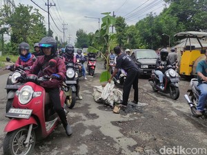 Protes Jalan Rusak, Warga Sidoarjo Tanam Pohon Pisang di Tengah Jalan Kletek