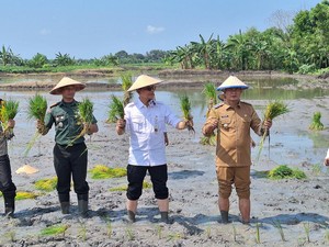 Kementan Beri Bantuan Petani Kembangkan Lahan Tadah Hujan di Lamongan