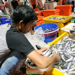 Sri Mulyani Bebaskan Bea Masuk Bibit hingga Benih Ikan-Hewan Ternak