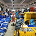 10 Ikan Dengan Kandungan Merkuri Tinggi, Wajib Cek Sebelum Beli