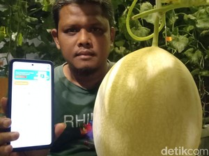 Keren! Cuma Modal Ponsel, Rohmat Sukses Kelola Perkebunan Modern