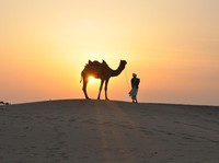 Bukan Mesir dan Arab, Unta Paling Banyak Berkeliaran di Tetangga RI
