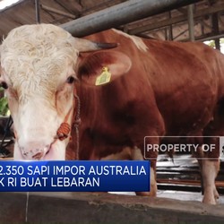Video: 2.350 Sapi Impor Australia Mau Masuk RI Buat Lebaran