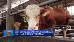 Video: 2.350 Sapi Impor Australia Mau Masuk RI Buat Lebaran