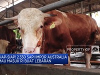 Video: 2.350 Sapi Impor Australia Mau Masuk RI Buat Lebaran