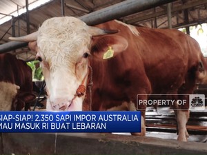 Video: 2.350 Sapi Impor Australia Mau Masuk RI Buat Lebaran