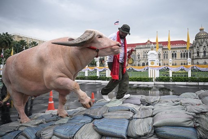 Kerbau Albino Rp7,8 miliar Datang ke Kantor PM Thailand. (AFP/LILLIAN SUWANRUMPHA)