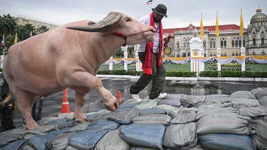 Kerbau Albino Rp7,8 miliar Datang ke Kantor PM Thailand. (AFP/LILLIAN SUWANRUMPHA)