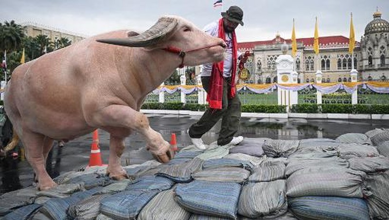 Kerbau Albino Rp7,8 miliar Datang ke Kantor PM Thailand. (AFP/LILLIAN SUWANRUMPHA)