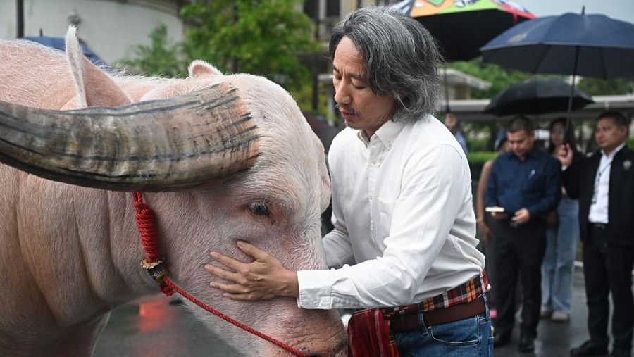 Kerbau Albino Rp7,8 miliar Datang ke Kantor PM Thailand. (AFP/LILLIAN SUWANRUMPHA)
