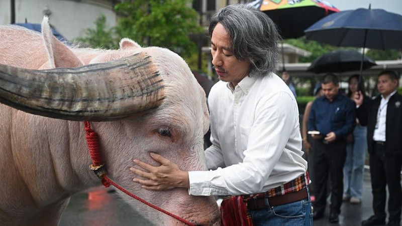 Kerbau Albino Rp7,8 miliar Datang ke Kantor PM Thailand. (AFP/LILLIAN SUWANRUMPHA)