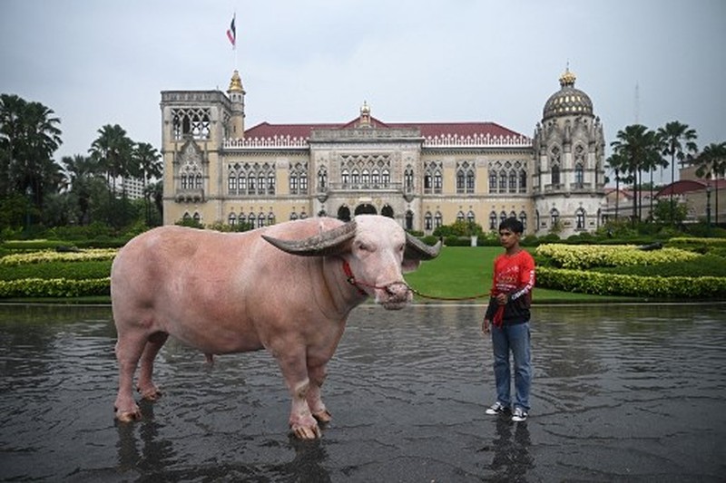 Kerbau Albino Rp7,8 miliar Datang ke Kantor PM Thailand. (AFP/LILLIAN SUWANRUMPHA)
