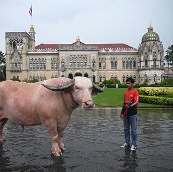 Penampakan Langka! Kerbau Albino Rp 7,8 M Masuk Istana PM Thailand