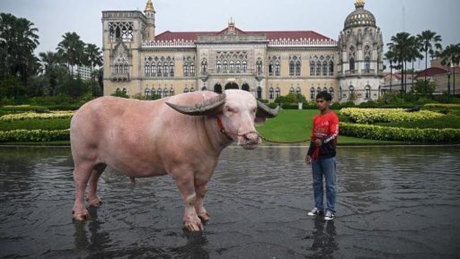 Kerbau Albino Rp7,8 miliar Datang ke Kantor PM Thailand. (AFP/LILLIAN SUWANRUMPHA)