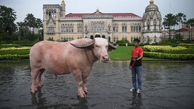 Kerbau Albino Rp7,8 miliar Datang ke Kantor PM Thailand. (AFP/LILLIAN SUWANRUMPHA)