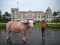 Penampakan Langka! Kerbau Albino Rp 7,8 M Masuk Istana PM Thailand
