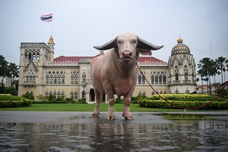 Kerbau Albino Rp7,8 miliar Datang ke Kantor PM Thailand. (AFP/LILLIAN SUWANRUMPHA)