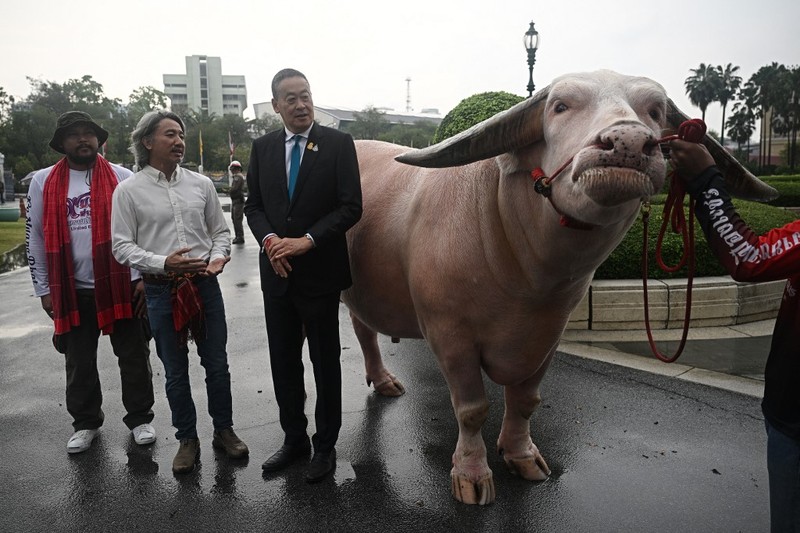 Kerbau Albino Rp7,8 miliar Datang ke Kantor PM Thailand. (AFP/LILLIAN SUWANRUMPHA) Kerbau Albino Rp7,8 miliar Datang ke Kantor PM Thailand. (AFP/LILLIAN SUWANRUMPHA)