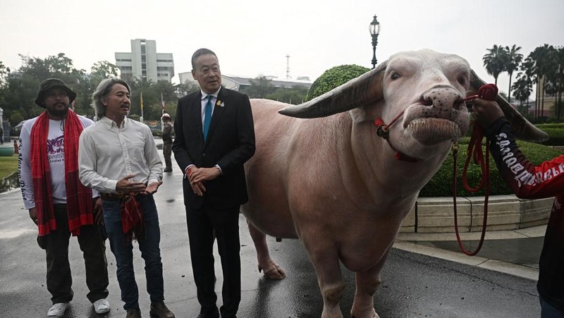 Kerbau Albino Rp7,8 miliar Datang ke Kantor PM Thailand. (AFP/LILLIAN SUWANRUMPHA)