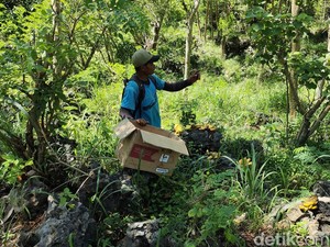 Teror Monyet Ekor Panjang di Purwodadi Gunungkidul, Serang Tanaman-Ternak