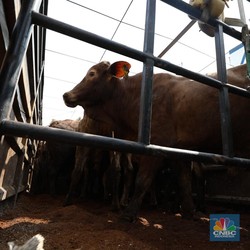 Geger 100 Sapi dari Australia ke RI Mati, Badan Karantina Buka Suara
