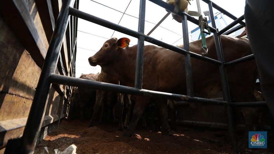 Pekerja melakukan bongkar muat sapi impor dari Australia di Pelabuhan Tanjung Priok, Jakarta dari kapal Gelbray Express, Kamis (21/3/2024). (CNBC Indonesia/Tri Susilo)