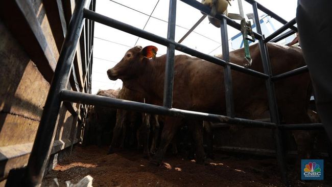 Pemerintah Jor-joran Impor Sapi Hidup, Total 534 Ribu Ekor di 2025
