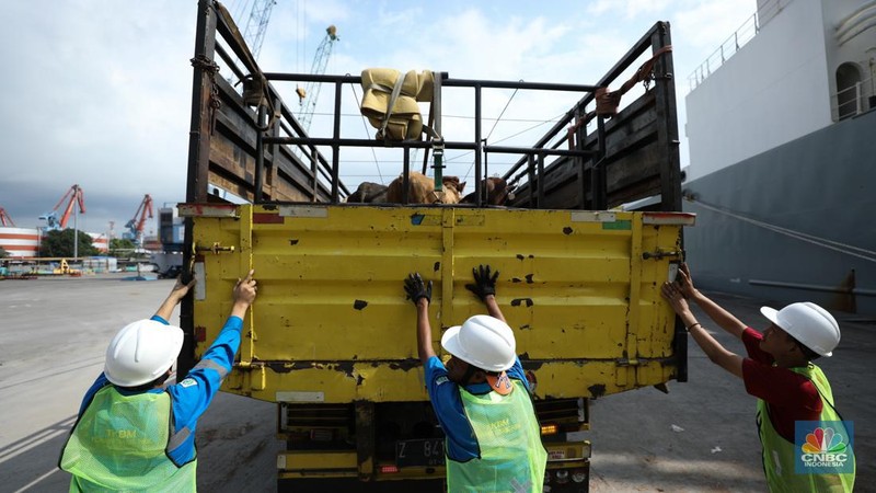 Pekerja melakukan bongkar muat sapi impor dari Australia di Pelabuhan Tanjung Priok, Jakarta dari kapal Gelbray Express, Kamis (21/3/2024). (CNBC Indonesia/Tri Susilo)