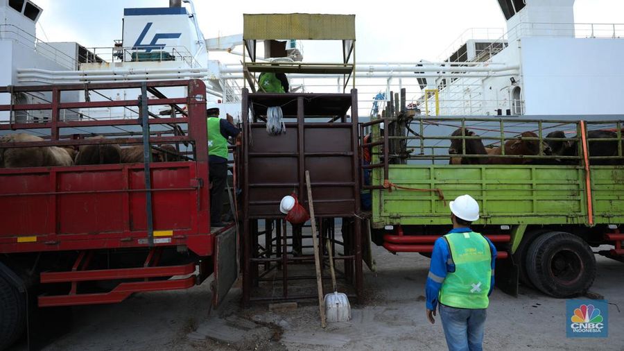 Pekerja melakukan bongkar muat sapi impor dari Australia di Pelabuhan Tanjung Priok, Jakarta dari kapal Gelbray Express, Kamis (21/3/2024). (CNBC Indonesia/Tri Susilo)