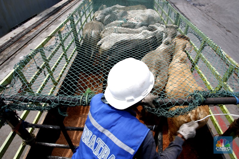 Pekerja melakukan bongkar muat sapi impor dari Australia di Pelabuhan Tanjung Priok, Jakarta dari kapal Gelbray Express, Kamis (21/3/2024). Pekerja melakukan bongkar muat sapi impor dari Australia di Pelabuhan Tanjung Priok, Jakarta dari kapal Gelbray Express, Kamis (21/3/2024). (CNBC Indonesia/Tri Susilo)