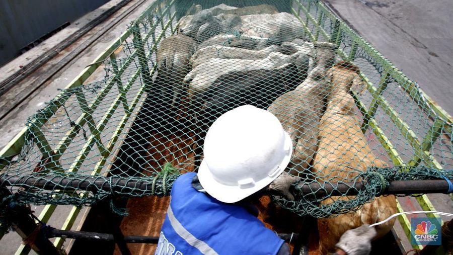 Pekerja melakukan bongkar muat sapi impor dari Australia di Pelabuhan Tanjung Priok, Jakarta dari kapal Gelbray Express, Kamis (21/3/2024). (CNBC Indonesia/Tri Susilo)