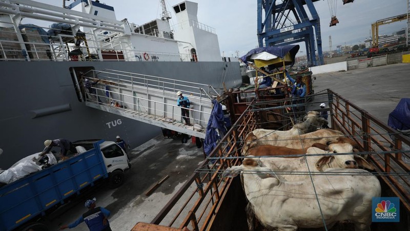 Pekerja melakukan bongkar muat sapi impor dari Australia di Pelabuhan Tanjung Priok, Jakarta dari kapal Gelbray Express, Kamis (21/3/2024). (CNBC Indonesia/Tri Susilo)