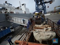 Pekerja melakukan bongkar muat sapi impor dari Australia di Pelabuhan Tanjung Priok, Jakarta dari kapal Gelbray Express, Kamis (21/3/2024). (CNBC Indonesia/Tri Susilo)