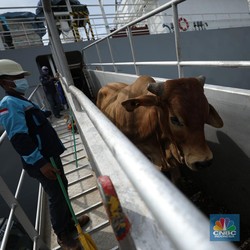 Ribuan Sapi Australia Tiba di Tanjung Priok, Persiapan Lebaran 2024