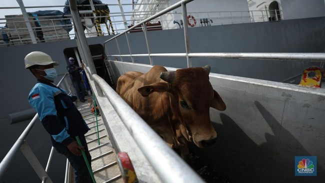Tok! Pemerintah Naikkan Harga Acuan Sapi Hidup Rp1.000/Kg Jadi Segini