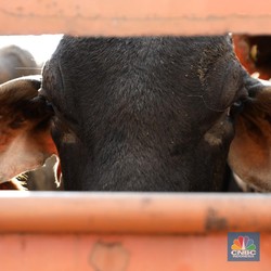 Geger! 100 Sapi Kiriman Australia ke RI Mati, Ada Apa?