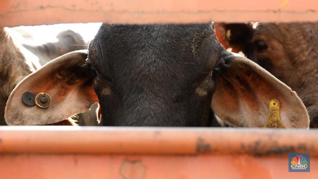 Sapi Impor Australia Tak Bisa Disembelih Buat Qurban, Apa Benar?