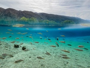 30+ Ucapan Hari Keanekaragaman Hayati Internasional 2024